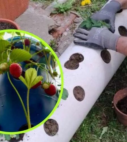 Orchard, cómo cultivar fresas en tubos: aquí está la técnica muy simple