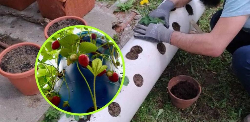 Orchard, cómo cultivar fresas en tubos: aquí está la técnica muy simple