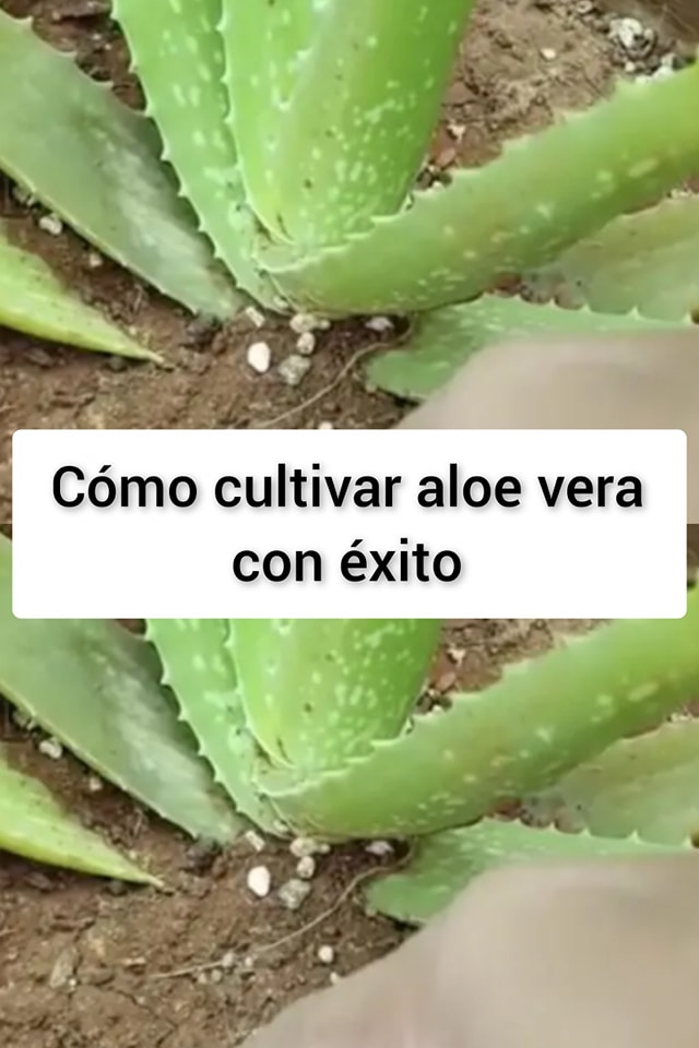 Cómo Cultivar Aloe Vera Con éxito Recetas Y Trucos 6006